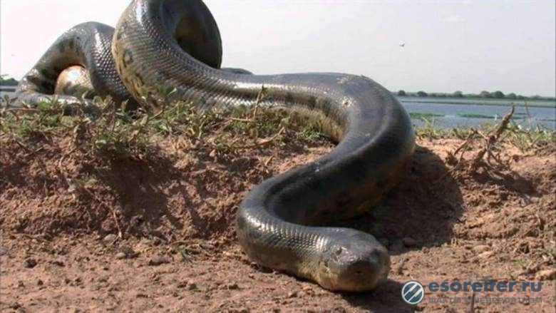 Огромная реликтовая змея Сибири скоро вновь выйдет на охоту