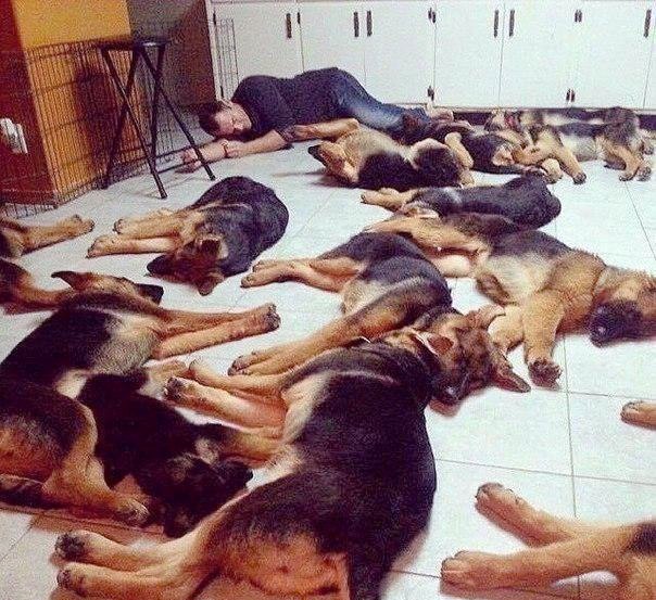 Спят усталые игрушки, собаки спят...