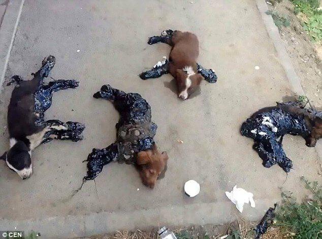 Кто-то облил 4 щенков смолой и оставил их умирать под палящим солнцем. Еще чуть-чуть, и малыши погибли бы…