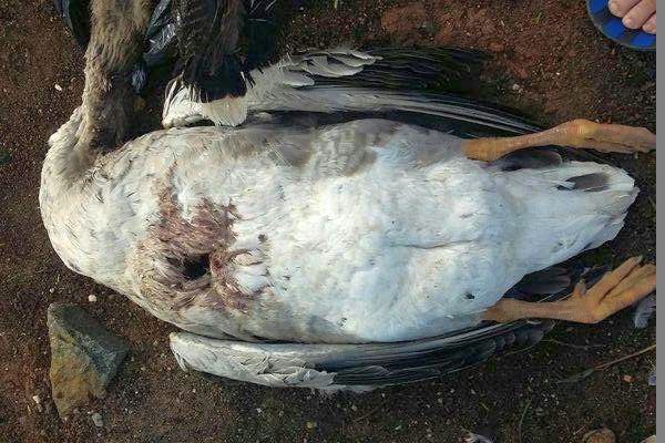 В Бразилии нечто убило 60 гусей и уток и аккуратно вытащило их сердца