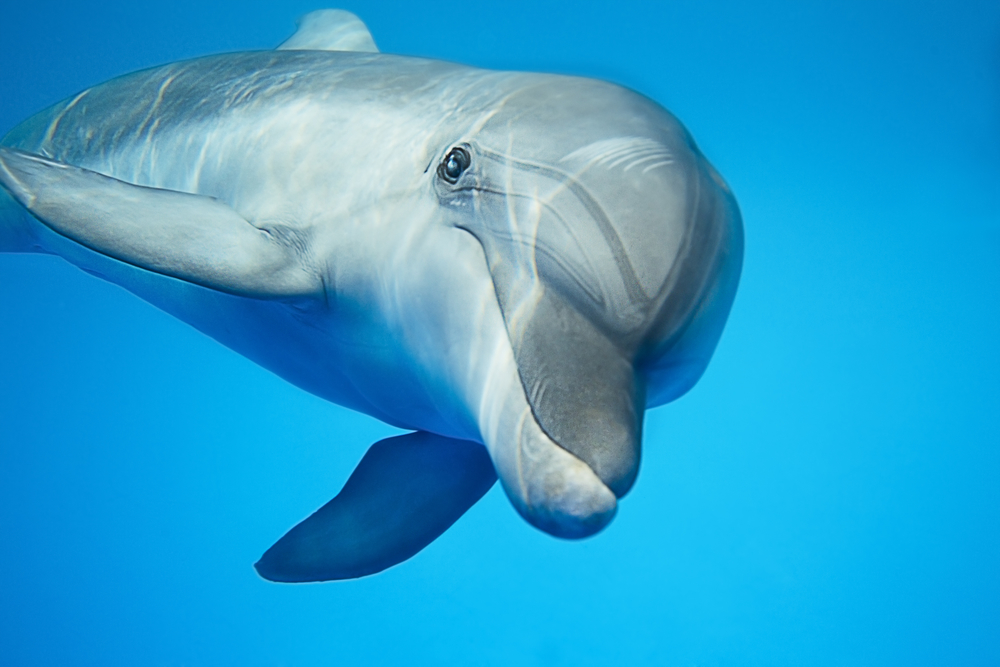 Дельфины планируют каждой погружение в пучину