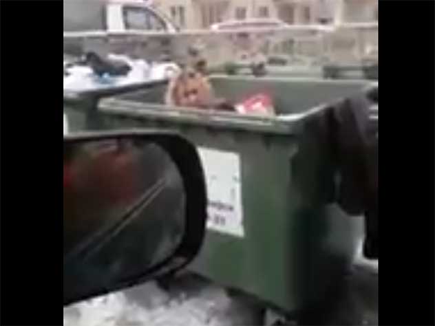Новосибирец «выбросил» надоевшую жену в мусорный бак