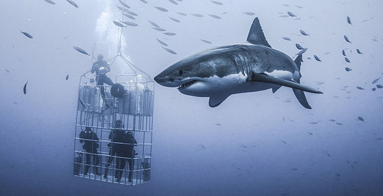 Самая большая белая акула поразила фотографов