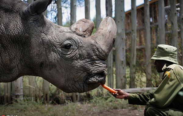 Последний в мире самец северного белого носорога умер в Кении