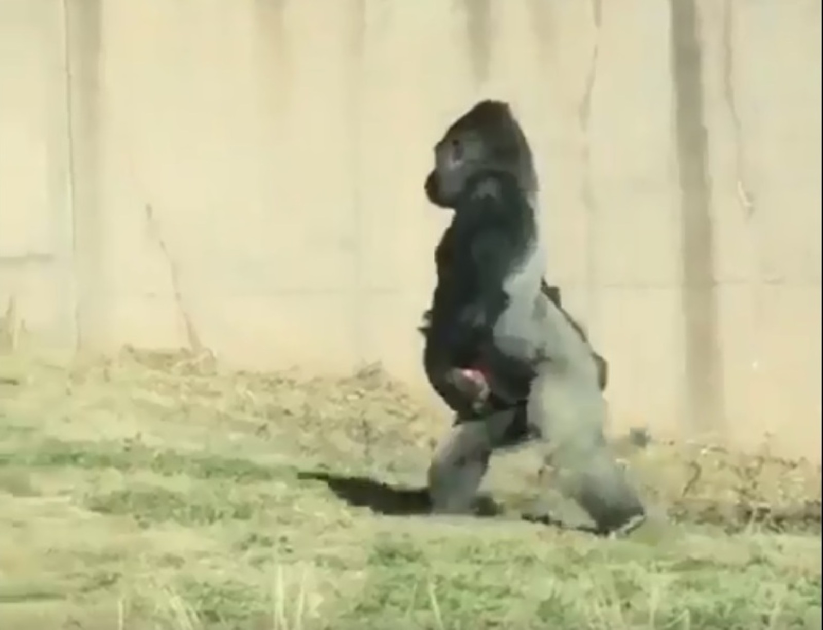 В сети появилось видео, как брезгливая горилла ходит на задних лапах