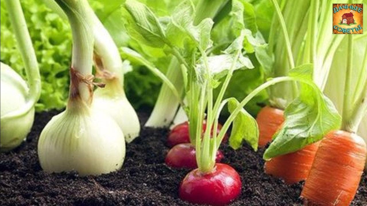 Совмещенные посадки Секрет здоровых овощей Какие овощи стоит посадить рядом друг с другом