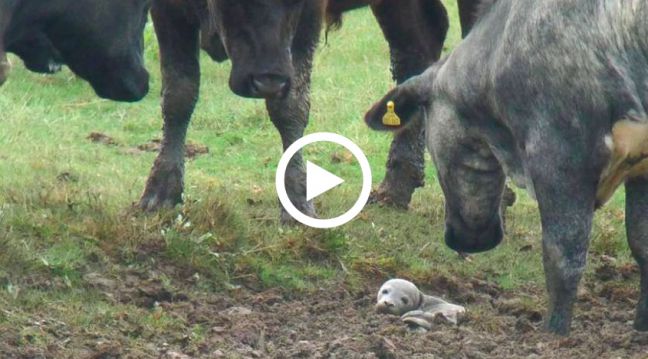 Стадо любопытных коров спасло новорожденного тюленя