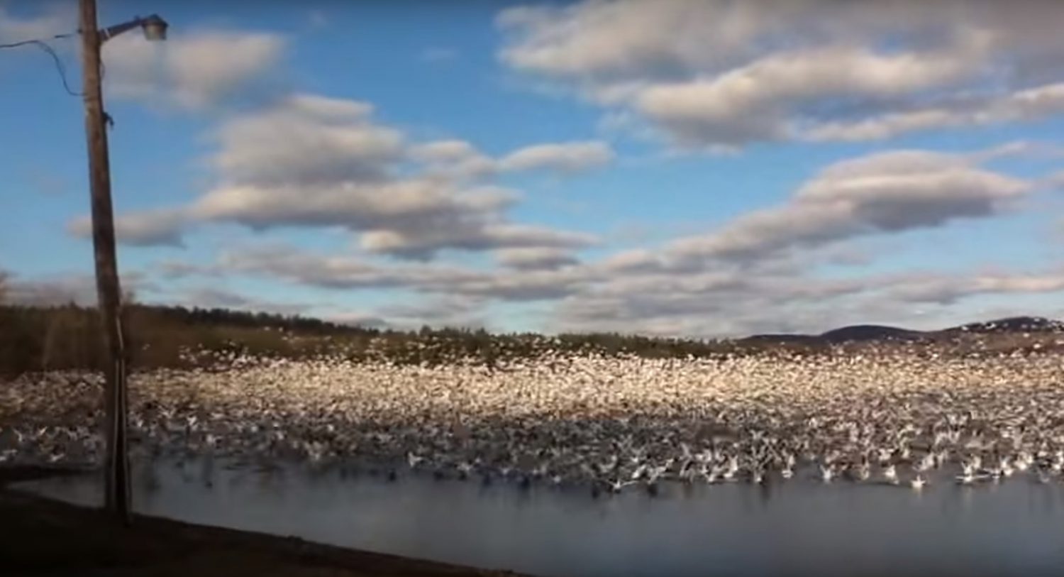 Синхронный взлет 1000 гусей – зрелище, которое завораживает