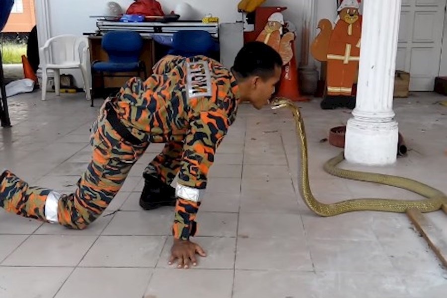 Известного змеелова, который любил целовать рептилий, убила кобра