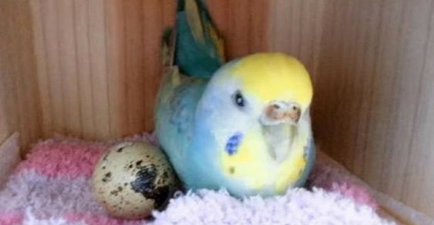 Луна в шутку положила перепелиные яйца в клетку попугая, но вскоре ее ждал сюрприз!