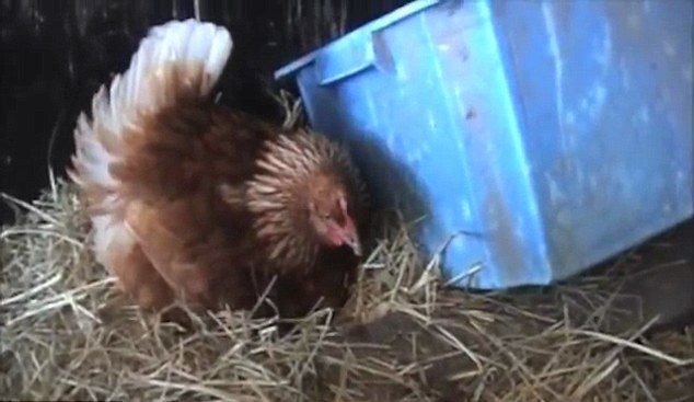 Фермер думал, что наседка высиживает яйцо, но содержимое гнезда его очень удивило