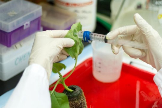 Ученые придумали, как бороться с вирусом Зика при помощи растений