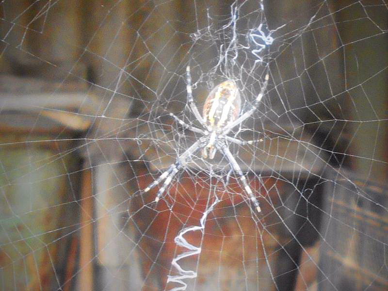 Учёные обнаружили уникальные свойства паутины