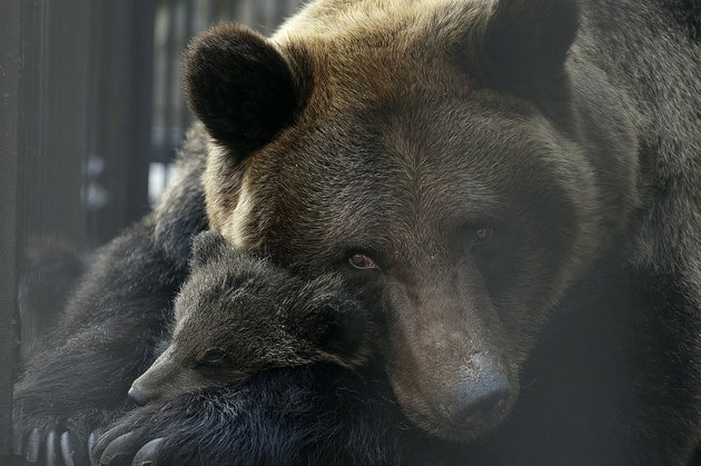 Медведь раскурочил забор на границе в попытке уйти в Россию