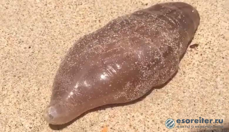 На таиландский пляж вымыло загадочное существо