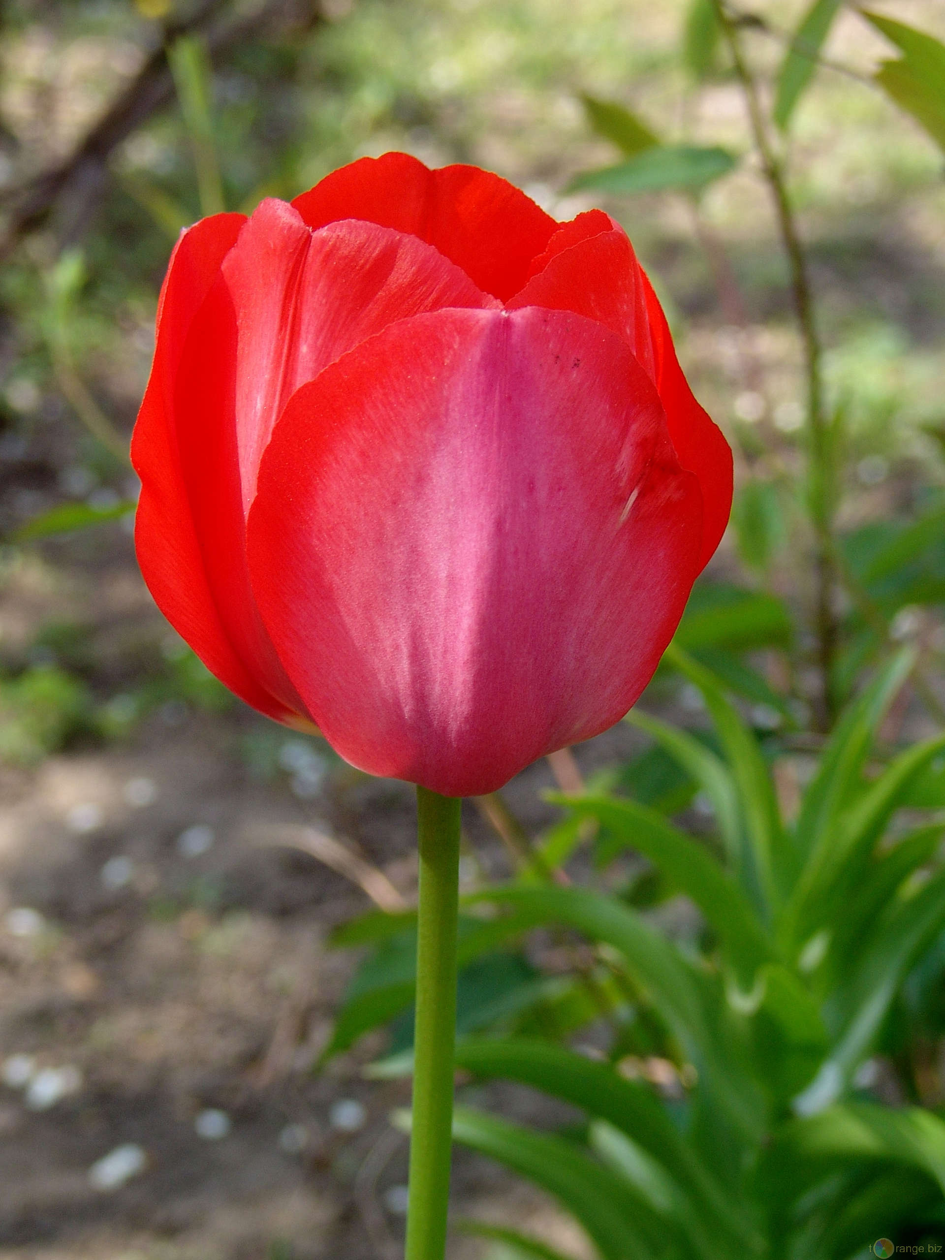 «Красный тюльпан» 18+