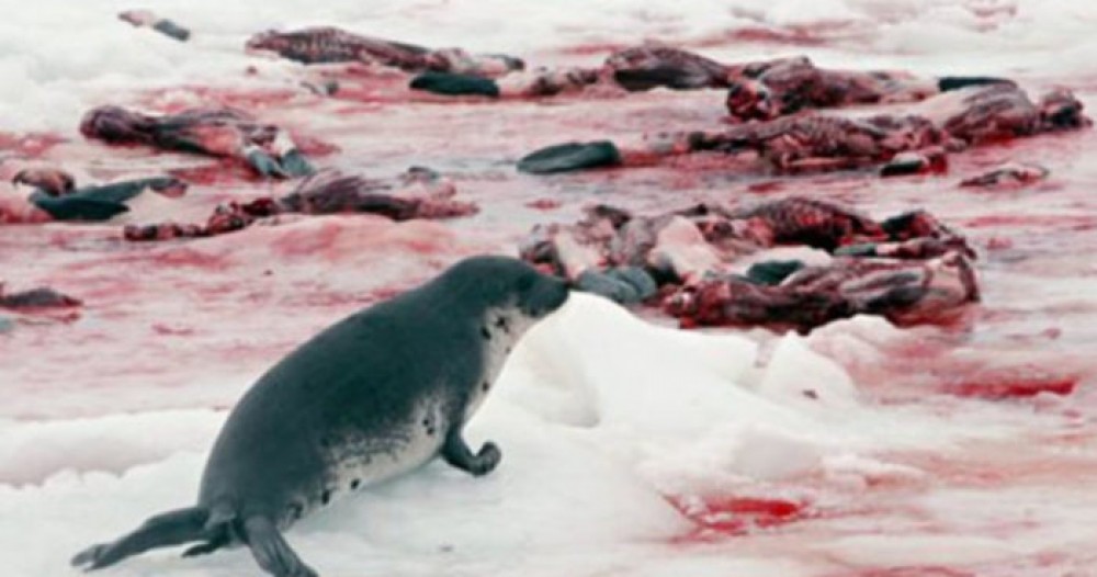 Миролюбивые норвежцы и тюленья война
