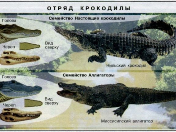 Чем крокодилы отличаются от аллигаторов