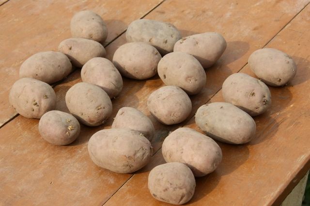 Выращиваем картошку: новый подход