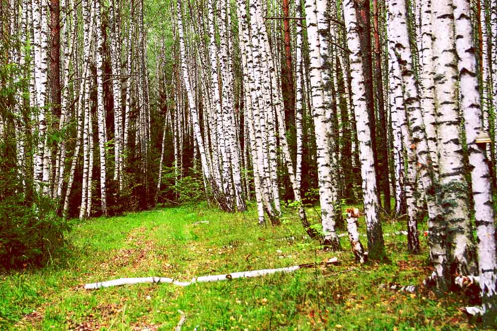 Загадки русского леса