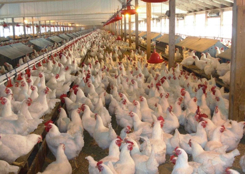 Заключенные псковской колонии будут разводить цыплят