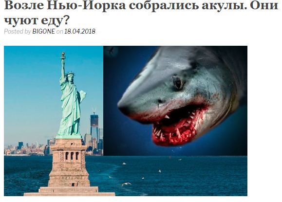 Возле Нью-Йорка собрались акулы. Они чуют еду?