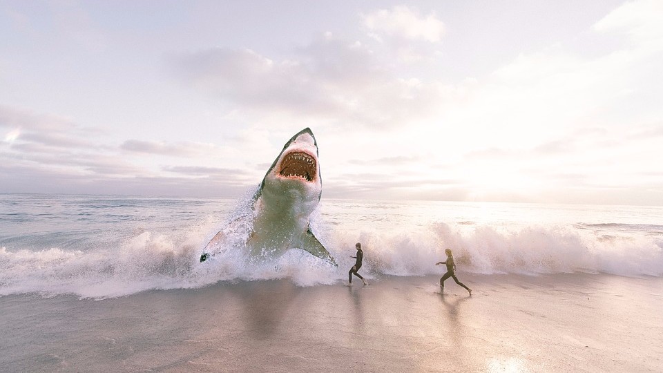 У берегов США собираются стаи гигантских акул