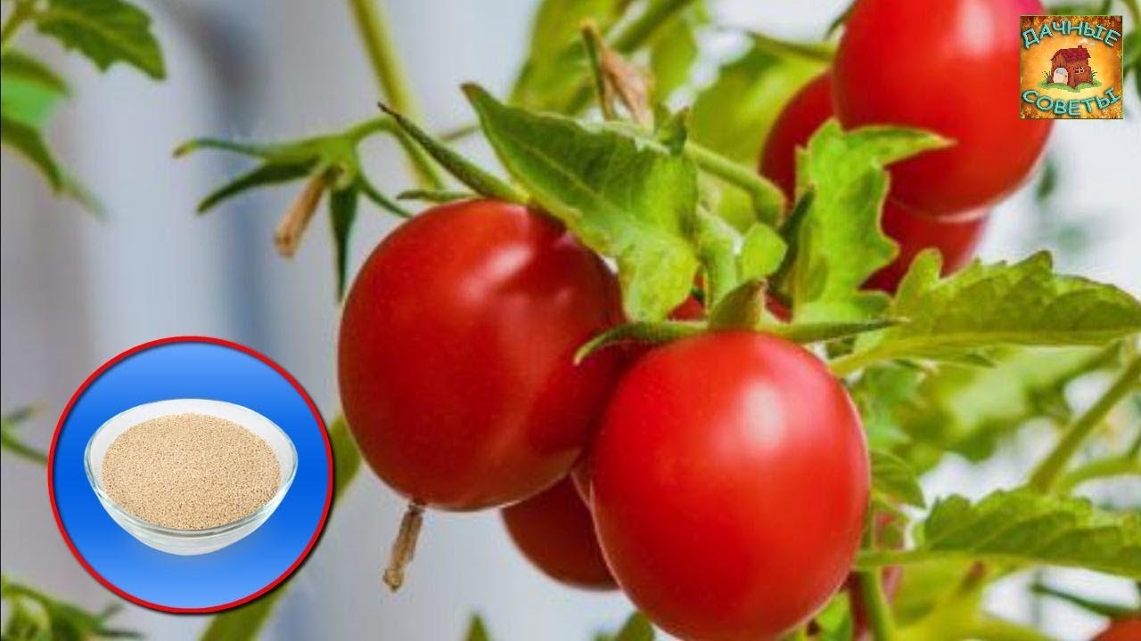 Как подкормить ПОМИДОРЫ ДРОЖЖАМИ Универсальная ПОДКОРМКА для томатов ДАЧНЫЕ СОВЕТЫ