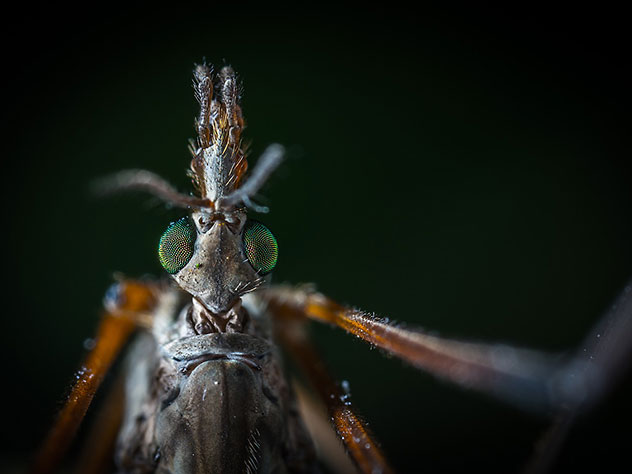 В Китае завелись комары с размахом крыльев 11 сантиметров