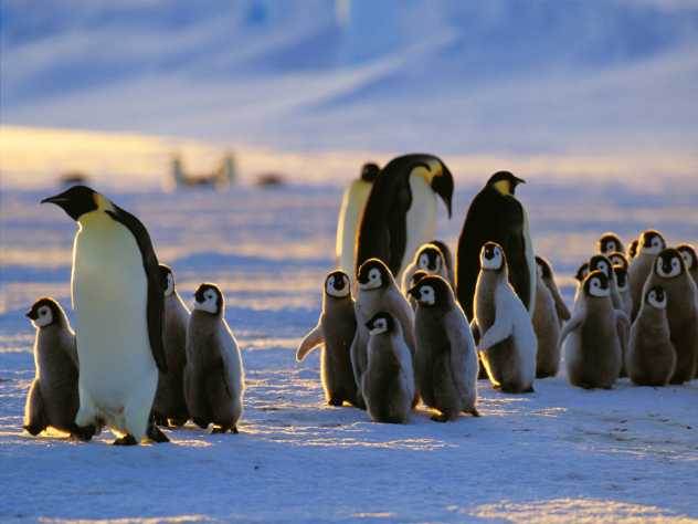 Ученые зафиксировали самое долгое подводное погружение у пингвина
