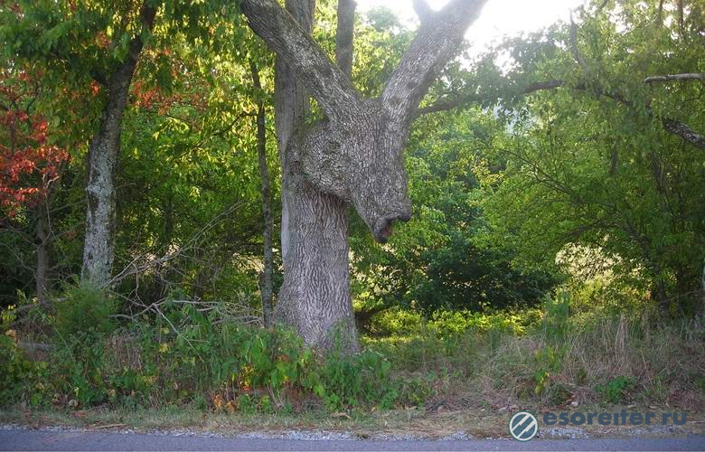 Мистическое «Ослиное дерево» в Кентукки