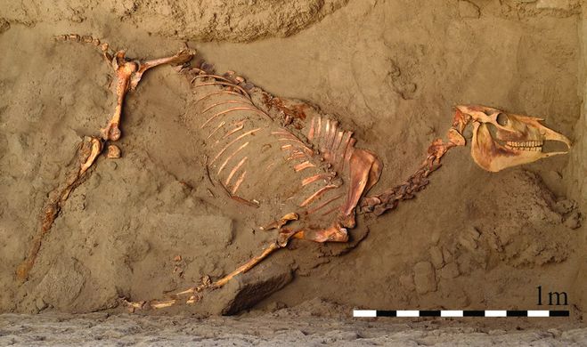 Найдено захоронение лошади возрастом 3 000 лет