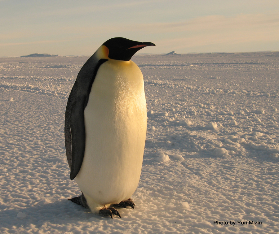 Императорский пингвин установил мировой рекорд