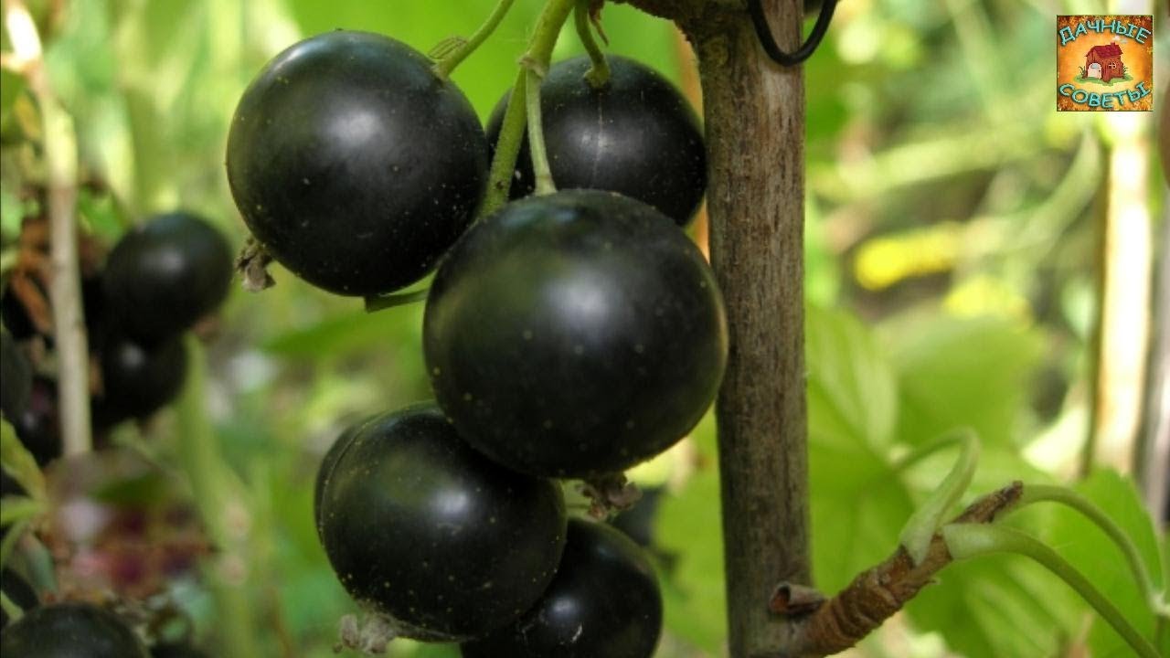Особенности ВЕСЕННЕГО УХОДА за СМОРОДИНОЙ Все тонкости выращивания черной смородины ДАЧНЫЕ СОВЕТЫ