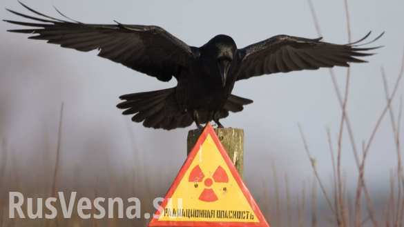 «К нам пришла вторая чернобыльская катастрофа» — Украина отбирает льготы у ликвидаторов аварии на ЧАЭС