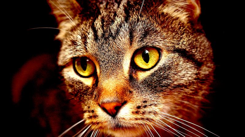 В Приморье кошка проехала более 100 километров на подвеске колеса. (Видео)