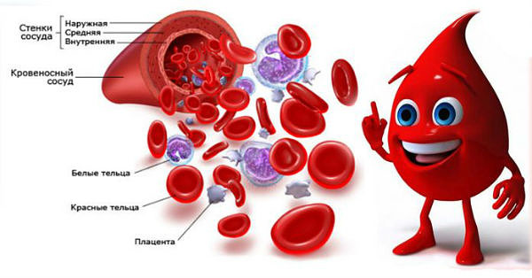 Обнови кровь! Простое и мощное средство улучшит состав и качество крови