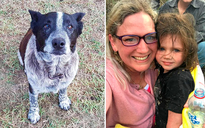 Старый пес спас маленькую девочку, которая заблудилась в лесу