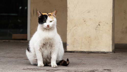 Позитивчик. Беременная кошка пришла рожать в роддом Турции