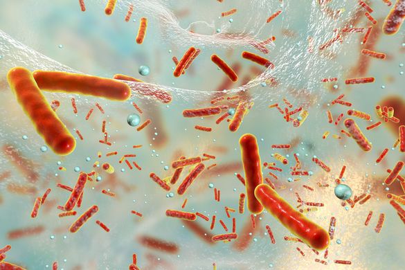 Бактерии могут общаться между собой, чтобы бороться с антибиотиками