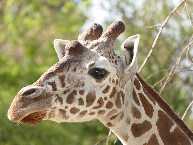 Лауреат Каннского кинофестиваля был убит жирафом во время съемок