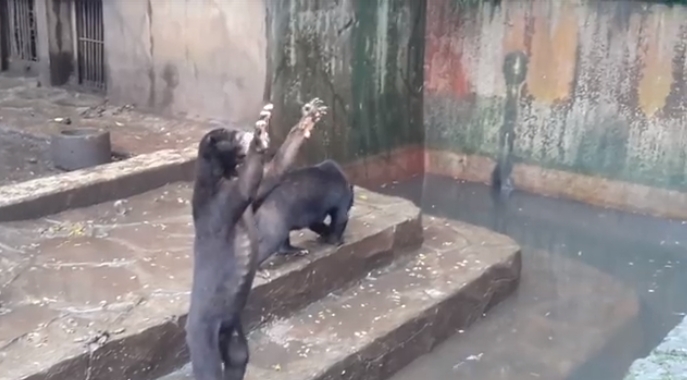 Медведь в зоопарке выпрашивает еду
