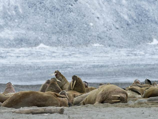 Побережье Аляски неожиданно оккупировали моржи