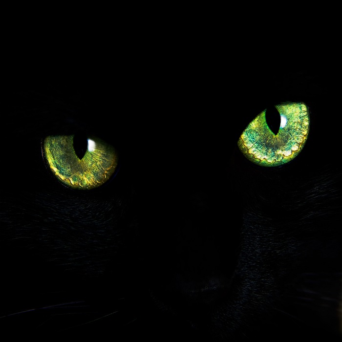 Подсказки природы: «кошачий глаз» спасает людей на дорогах