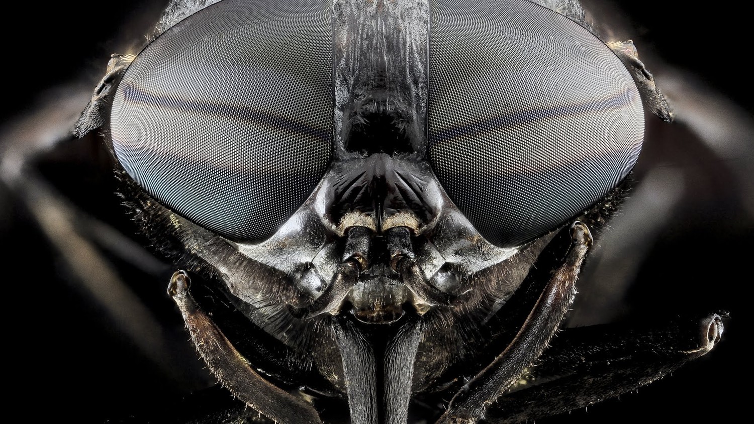 Британцев атакуют блэндфордские мухи, укусы которых заканчиваются горячкой и опухолями