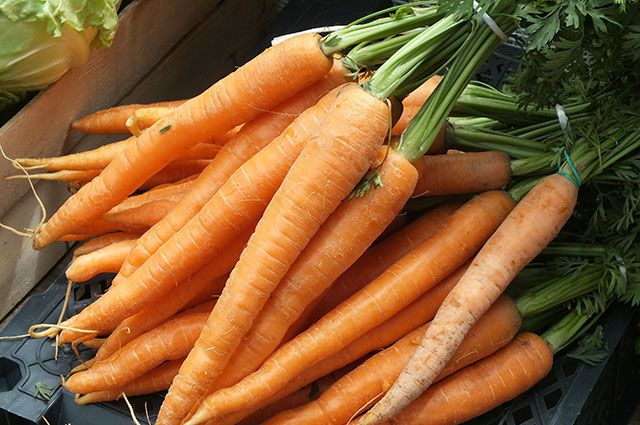 Вкусная морковь. Советы по выращиваю качественного урожая