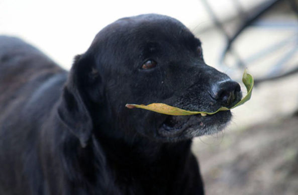 Собака попыталась купить еду, используя листья в качестве денег