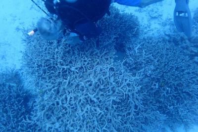 Кораллы на атолле Бикини адаптировались к радиации после ядерных испытаний