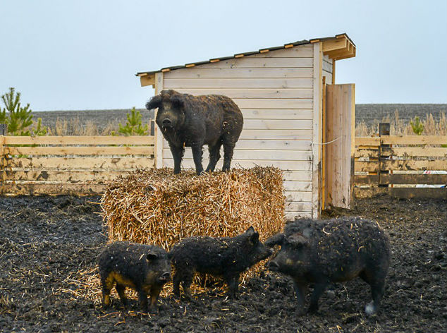 Пуховые свиньи завоёвывают Сибирь