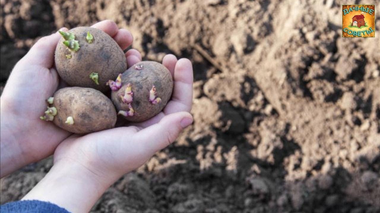 ПОСАДКА картофеля В ИЮНЕ Все плюсы и минусы данного способа выращивания ДАЧНЫЕ СОВЕТЫ ОГОРОДНИКАМ